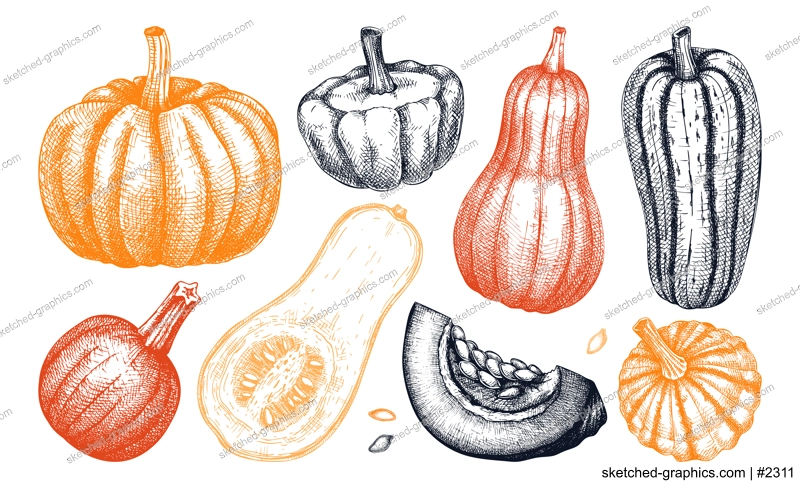 Sketched pumpkin illustrations set in color. Thanksgiving day design elements. Autumn food drawings. Vector vegetables, butternut squash, marrow, pumpkin sketches. Fall Harvest festival collection