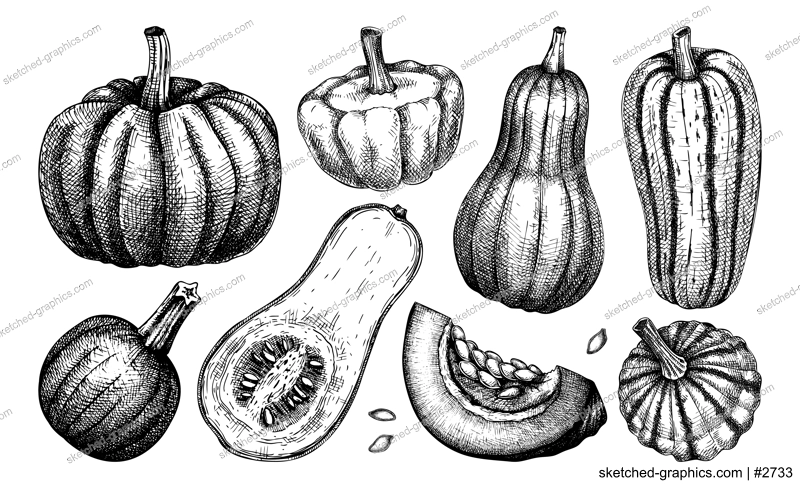 Sketched pumpkin illustrations set. Thanksgiving day design elements. Autumn food drawings. Vector vegetables, butternut squash, marrow, pumpkin slice sketches. Fall Harvest festival collection