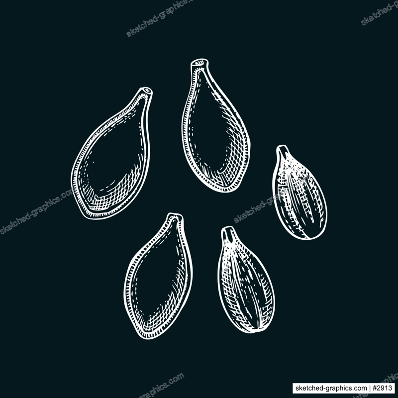 Pumpkin seeds sketch. Autumn vegetable hand-drawn vector illustration on chlakboard Vintage Thanksgiving day design element. NOT AI generated