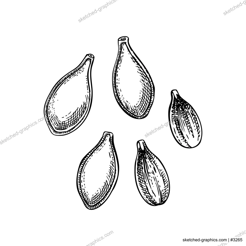 Pumpkin sketch. Vegetable hand-drawn vector illustration. Vintage Thanksgiving day design element. NOT AI generated