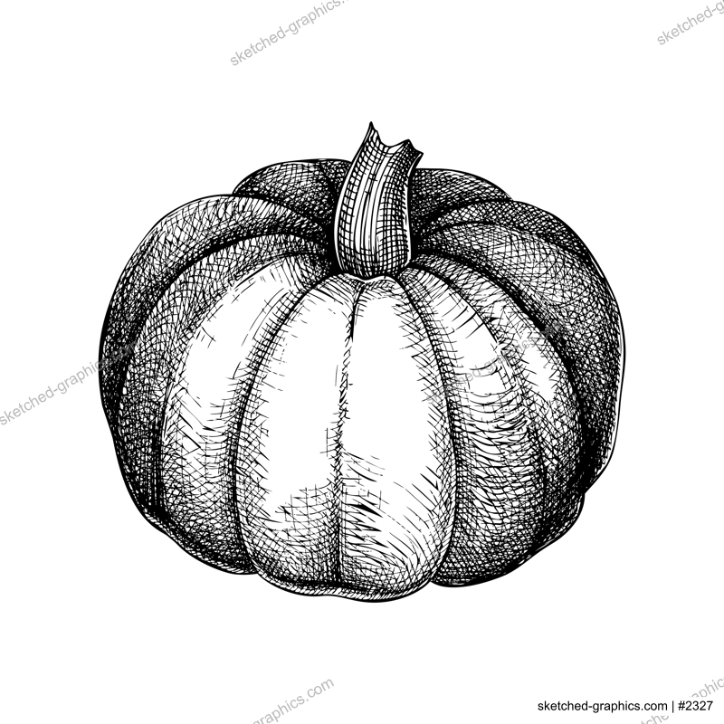 Pumpkin sketch. Vegetable hand-drawn vector illustration. Vintage Thanksgiving day design element. NOT AI generated