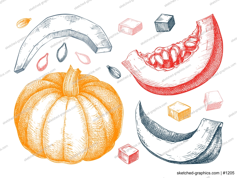 Pumpkin sketches set. Autumn vegetables hand-drawn vector illustrations. Vintage Thanksgiving day design elements in color. NOT AI generated
