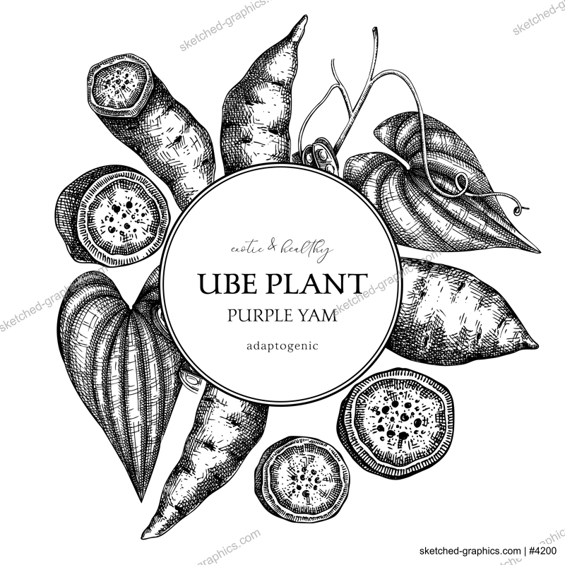 Agricultural plant, wreath design. Ube, Purple yam, root vegetable, vegetarian food background. Packaging, label, print template for plant based product. Vector illustration in vintage style