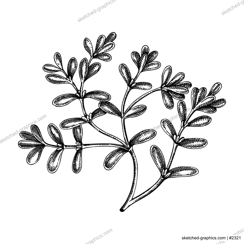 Fresh purslane sketch. Garden herbs drawing. Organic green leaf vegetable. Hand-sketched pursley plant. Vector illustration of raw cultivated purslane. Perfect for grocery, markets, packaging, recipes