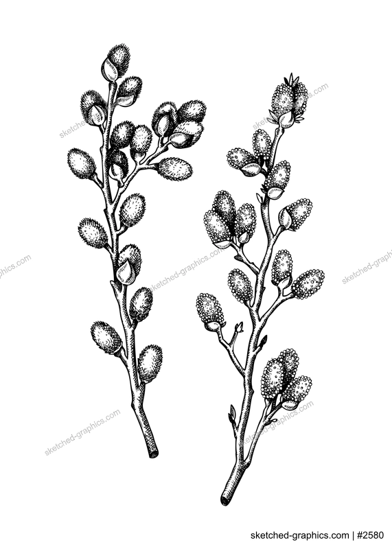 Willow blossom sketch in engraved style. Flowering branches with flowers and buds. Two white contoured drawing. Botanical vector illustration of spring tree. Pussy willow isolated on white background