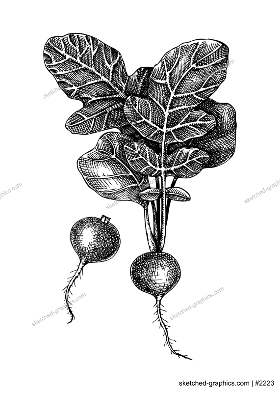 Fresh radish sketches collection. Garden vegetable drawing. Root vegetable composition of two hand-sketched food plants. Vector illustration of raw cultivated radish. For grocery, markets, packaging