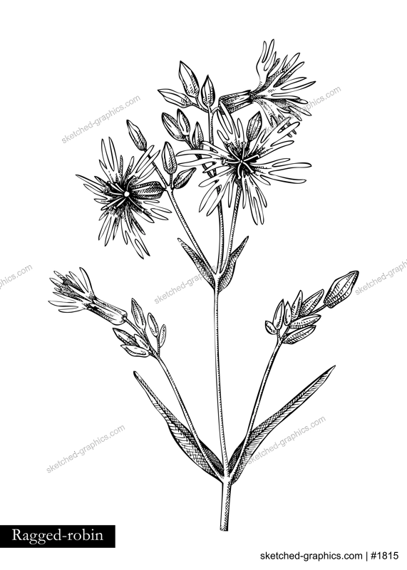 Ragged-robin vector illustration. Hand drawn summer flower sketch. Wildflower drawing isolated on white background. Damp meadows or woodlands flowering plant. Floral design element in engraved style