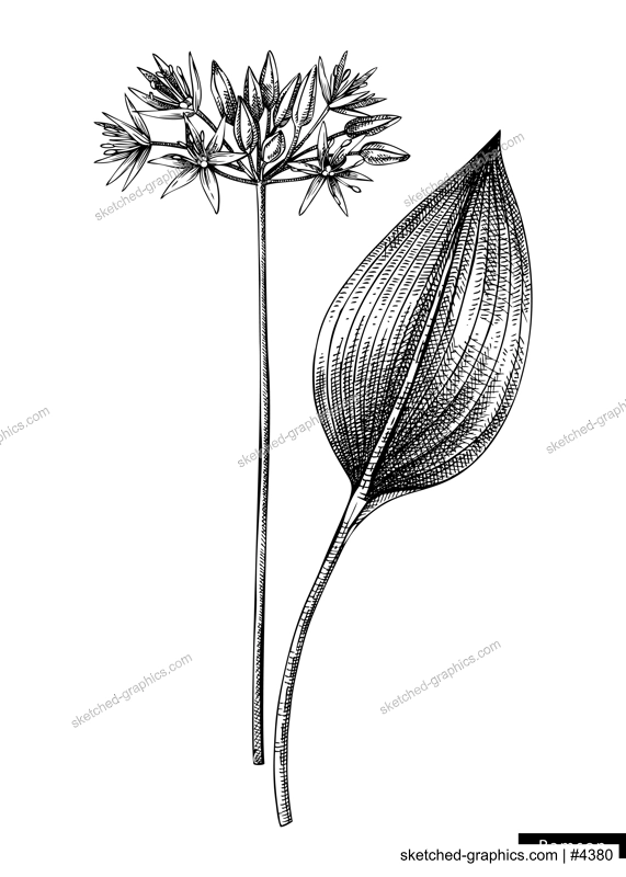 Ramsons flower sketch in engraved style. Floral branch with buds and leaves. Black contoured wild garlic drawing. Botanical vector illustration of spring woodland plant isolated on white background