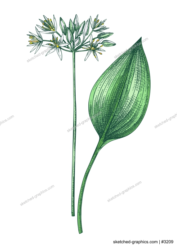 Ramsons sketch in color. Wild garlic floral drawing. Hand drawn vector illustration.  Spring woodland flower, wildflowers