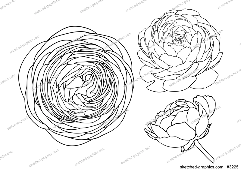 Elegant ranunculus illustrations. Botanical line art drawings of summer flowers. Hand-drawn garden buttercups set. Florals for a wedding decor, greeting cards and invitations 