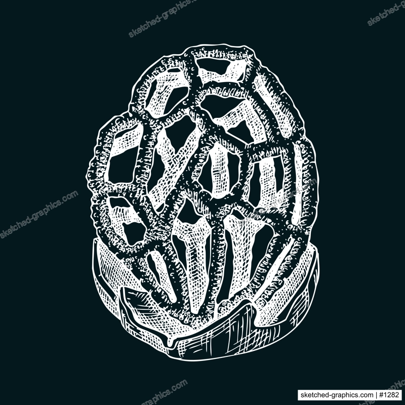 Red cage mushroom sketch. Weird fungus illustration in vintage style. Hand-drawn forest plant. Latticed stinkhorn - exotic mushroom drawing on chalkboard