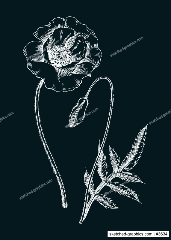 Red poppy vector illustration. Hand drawn summer flower sketch. Wildflower drawing on chalkboard. Meadows or woodlands flowering plant. Floral design element in engraved style