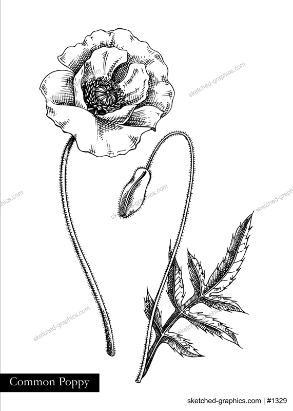 Red poppy vector illustration. Hand drawn summer flower sketch. Wildflower drawing isolated on white background. Meadows or woodlands flowering plant. Floral design element in engraved style