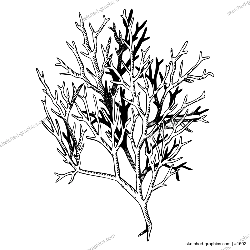 Hand drawn red aglae - ogonori sketch. Gracilaria - edible seaweed drawing isolated on white background. Root vegetables vector food illustration. Sea moss in engraved style. Asian cuisine ingredient