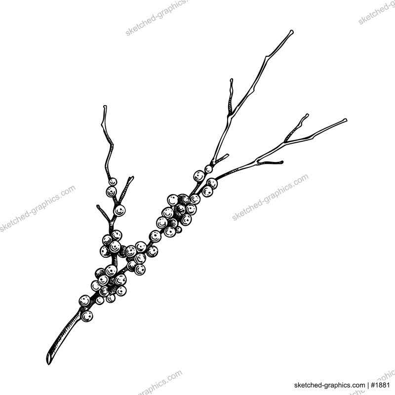 Red twig dogwood sketch. Evergreen tree branch with berries drawing. Winter plant hand-drawn vector illustration. Christmas design element. NOT AI generated