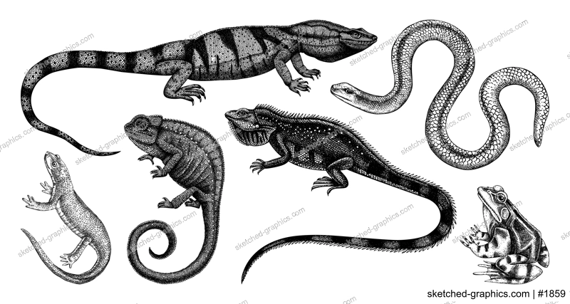 Sketched animals collection in sketch style. Vintage animal drawings isolated on white background. Hand drawn reptiles and amphibians outlines. Herpetofauna and wildlife illustrations