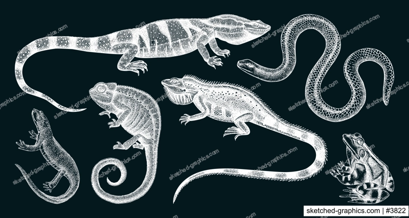Sketched animals collection in sketch style. Vintage animal drawings isolated on chalkboard. Hand drawn reptiles and amphibians outlines. Herpetofauna and wildlife illustrations