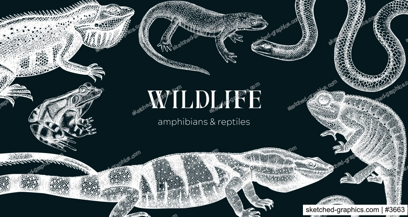 Vector animals background in sketch. Hand drawn reptiles and amphibians design on chalkboard. Herpetofauna drawings. Vintage wildlife illustrations - iguana, frog, newt, snake, chameleon, lizard
