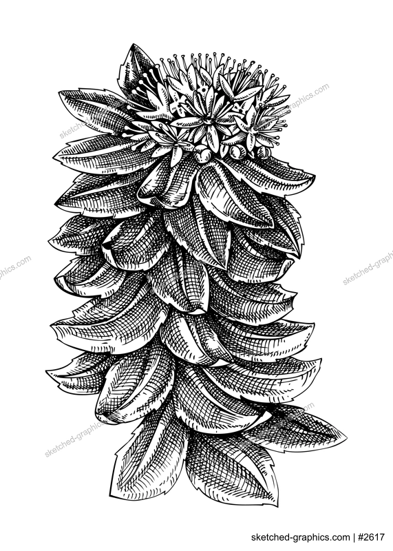 Rhodiola. Adaptogenic plant botanical sketch. Hand-sketched Rhodiola illustration. Great for traditional medicine, cosmetology, Ayurveda, and clinical research design. Natural adaptogen drawing