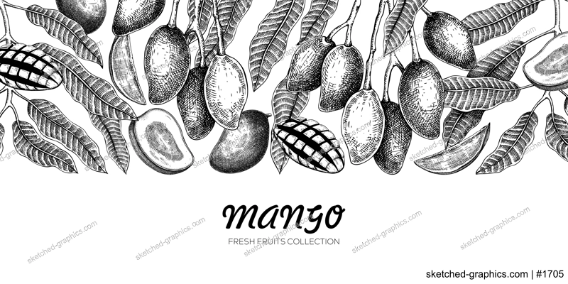 Ripe mango background. Tropical fruit hand drawn vector illustration. Exotic plant with fruit, leaves, branches sketches. Summer food banner,  juice packaging, vintage design 
