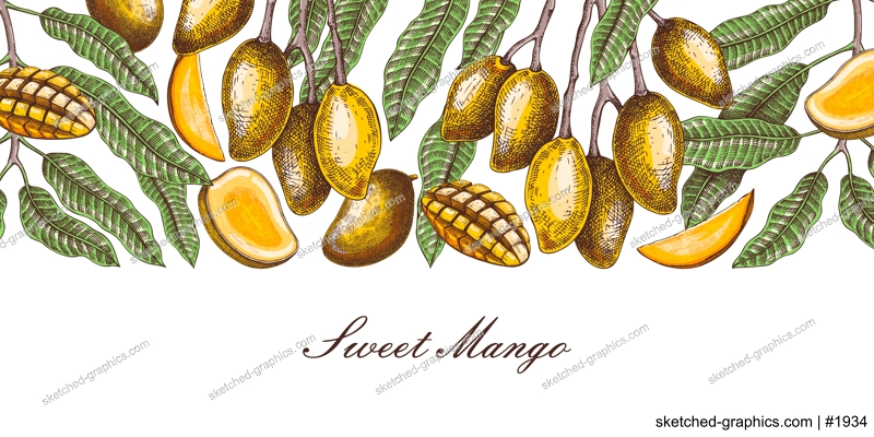 Ripe mango background. Tropical fruit hand drawn vector illustration. Exotic plant with fruit, leaves, branches sketches in color. Summer food banner,  juice packaging, menu design. 