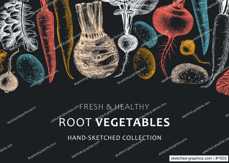 Root vegetables background. Root plants sketches design on chalkboard. Garden vegetable vector banner. Hand-sketched beet, radish, daikon, celery, turnip illustration for menu, recipe, packaging.