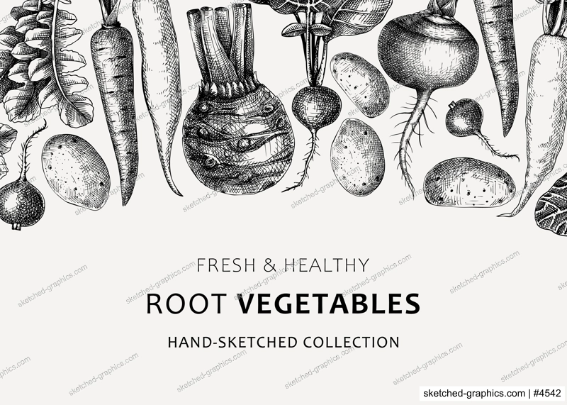 Fresh root vegetables background. Root plants sketches design. Garden vegetable vector banner. Hand-sketched beet, radish, daikon, celery, turnip illustration. For menu, recipe, packaging, markets