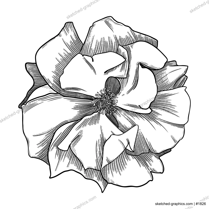 Elegant rose illustration. Botanical drawing of summer flowers. Hand-drawn garden rose bud. Engraved style floral drawing on white background. Hand-sketched rose for wedding or brand design