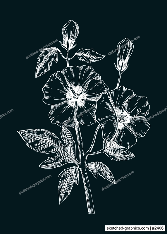 Rose of Sharon vector illustration. Hand-drawn summer flower sketch. Hibiscus drawing on chalkboard. Malva flowering plant. Floral design element in engraved style
