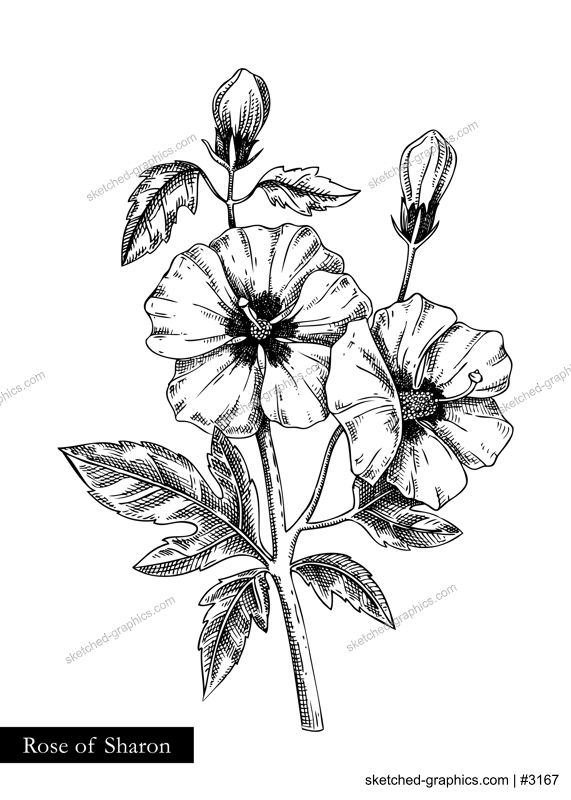 Rose of Sharon  vector illustration. Hand drawn summer flower sketch. Hibiscus drawing isolated on white background. Malva flowering plant. Floral design element in engraved style