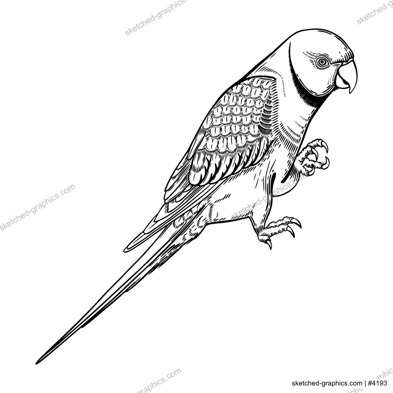 Rose-ringed parakeet. Ring-necked parakeet. Indian ringneck parrot. Beautiful green parrot in engraved style. Hand drawn wild bird illustration isolated on white
