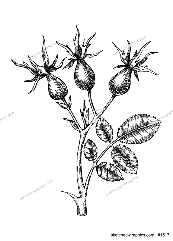 Rosehip vintage sketch. Hand-sketched branch with berries illustration. Medicinal plant vector drawing. Botanical illustration of rose hip for packaging, labels and autumn designs