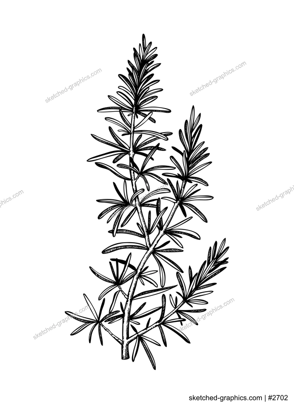 Hand sketched Rosemary illustration. Medicinal herbs design. Herbal tea ingredients. Aromatic and medicinal plants drawing. Botanical elements in engraved style. 
