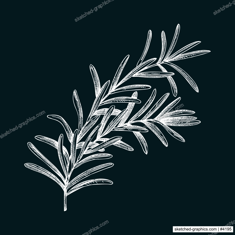 Rosemary sketch on chalkboard. Apothecary plant drawing. Herbal remedies, medicinal plant, natural medicine hand-drawn vector illustration. NOT AI genereted