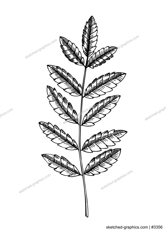 Decorative autumn leaf sketch. Rowan tree foliage sketch. Hand drawn botanical element in sketched style. Fall leaves illustrations. For Thanksgiving day design.