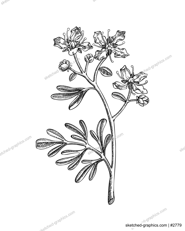  Rue flower sketch. Poisonous plant hand-drawn vector illustration. Witchcraft and mythology design element. NOT AI generated