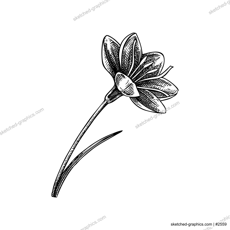 Saffron sketch. Crocus wildflower illustration. Vector spice plant drawing. Hand-drawn spring design element. NOT AI generated