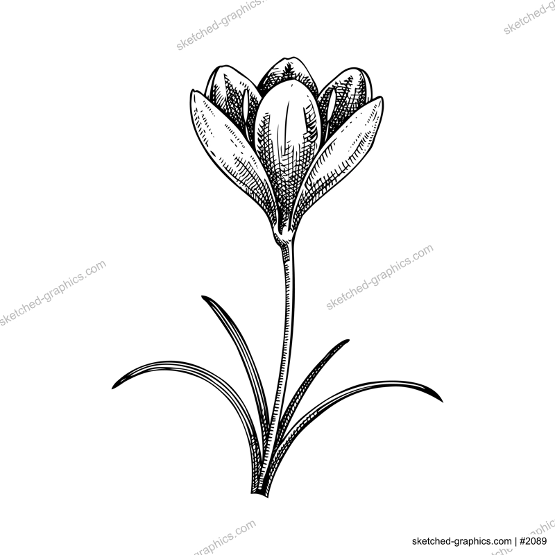 Saffron sketch. Crocus wildflower illustration. Vector spice plant drawing. Hand-drawn spring design element. NOT AI generated