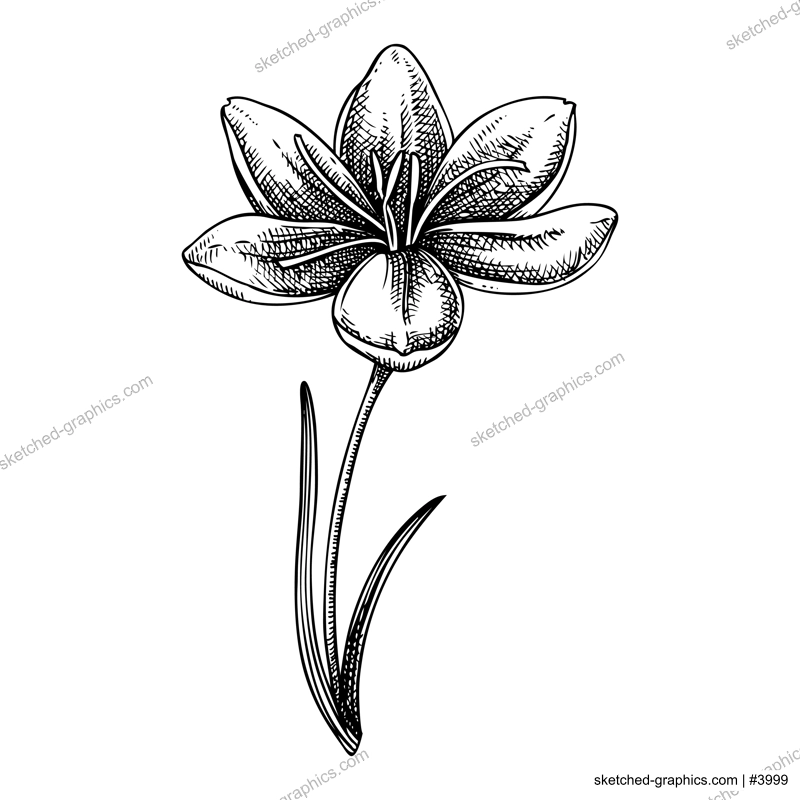 Saffron sketch. Crocus wildflower illustration. Vector spice plant drawing. Hand-drawn spring design element. NOT AI generated