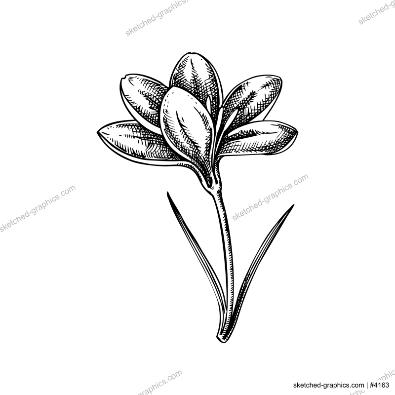 Saffron sketch. Crocus wildflower illustration. Vector spice plant drawing. Hand-drawn spring design element. NOT AI generated