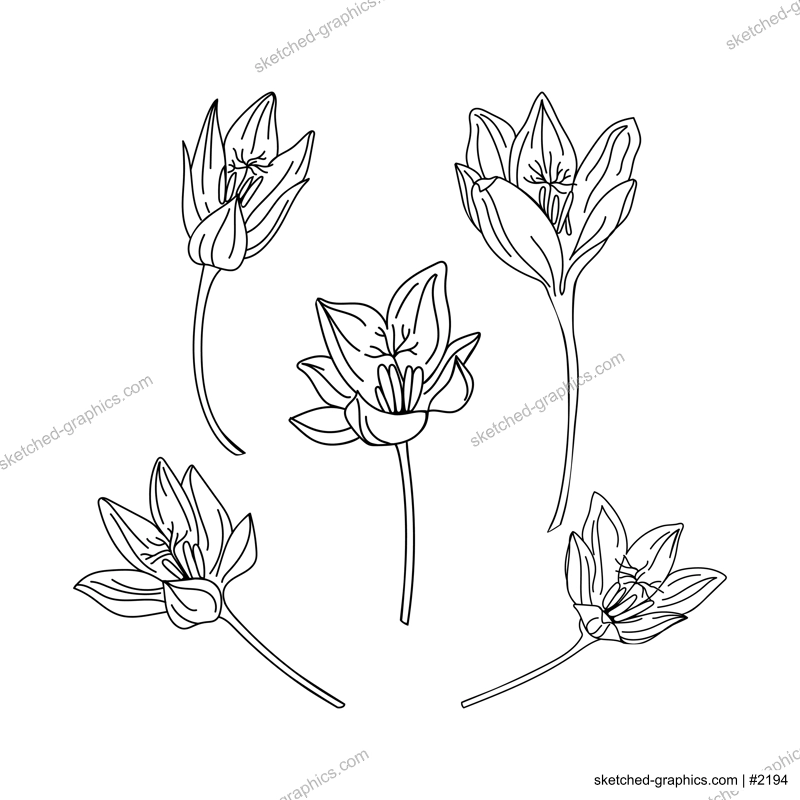 Collection set of saffron flower illustration. Delicate line art drawings of spring flowers. Hand drawn crocus for pattern, logo, posters, invitation and greeting card design. Saffron set