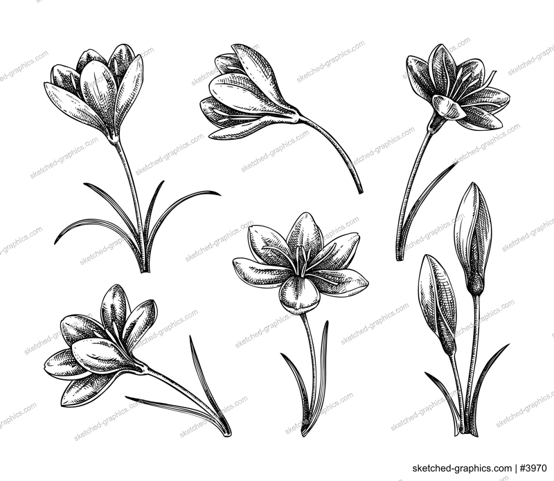 Saffron flower sketches set. Hand drawn crocus flower vector illustration. Wildflower chalk drawing. Spring design elements. NOT AI generated