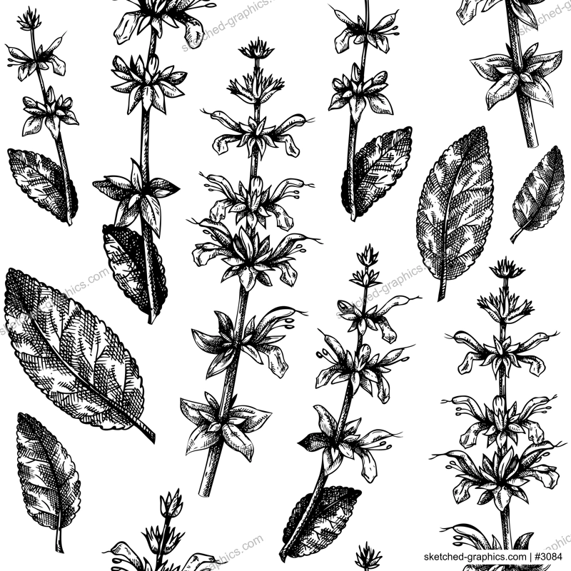 Herbal pattern with sage leaves and flowers. Common Sage vector illustration. Hand-drawn medical herbs elements. Engraved style herbal plant backdrop. Culinary sage seamless background.