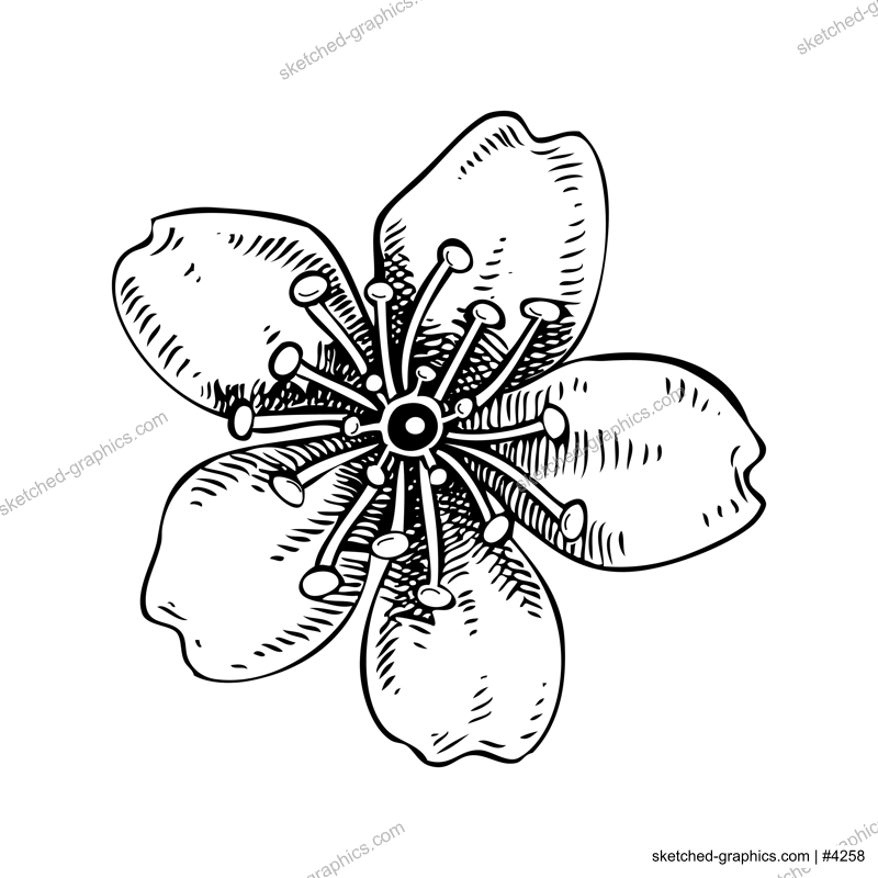 Sakura - cherry flower sketch in engraved style. Spring drawing. Hand-drawn vector illustration. Botanical design element. NOT AI generated