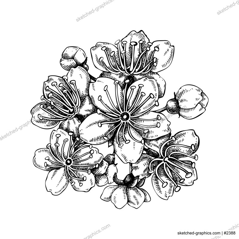 Sakura - cherry blossom sketch in engraved style. Blooming branch, spring flowers, vintage drawing. Hand-drawn vector illustration. Botanical design element. NOT AI generated