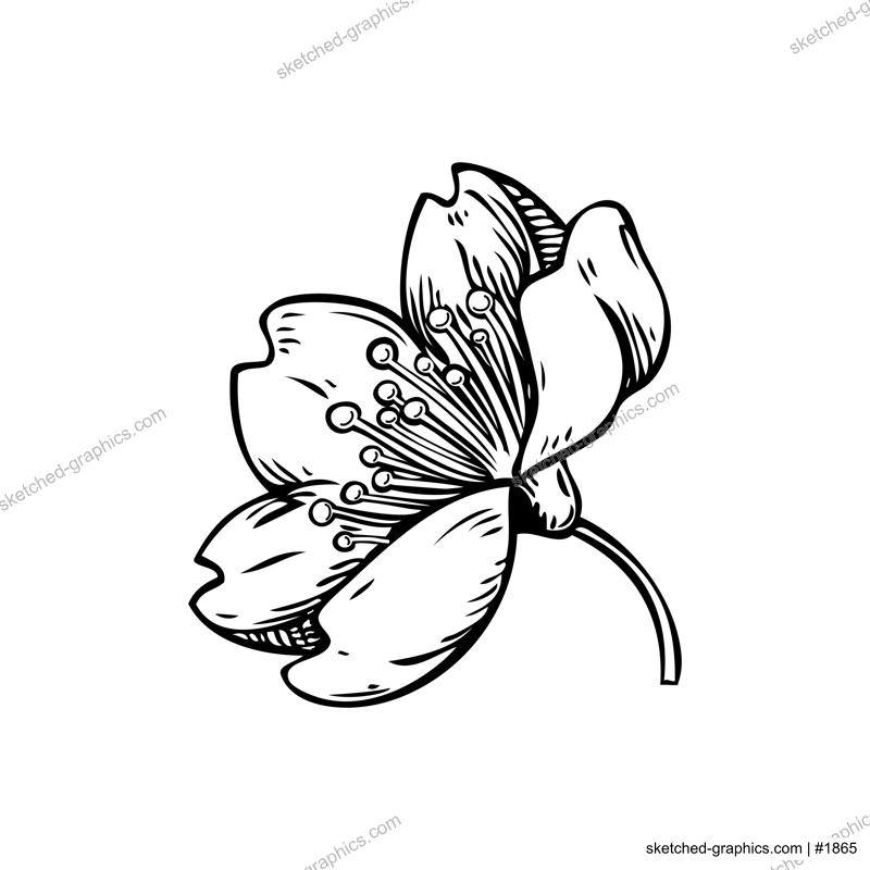 Sakura flower sketch. Cherry blossom vector illustration. Hand-drawn spring design element. NOT AI generated
