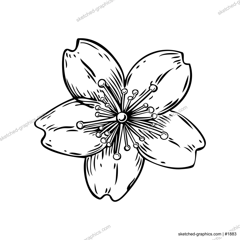 Sakura flower sketch. Cherry blossom vector illustration. Hand-drawn spring design element. NOT AI generated