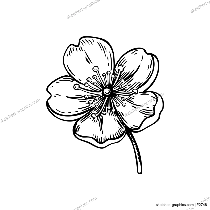 Sakura flower sketch. Cherry blossom vector illustration. Hand-drawn spring design element. NOT AI generated