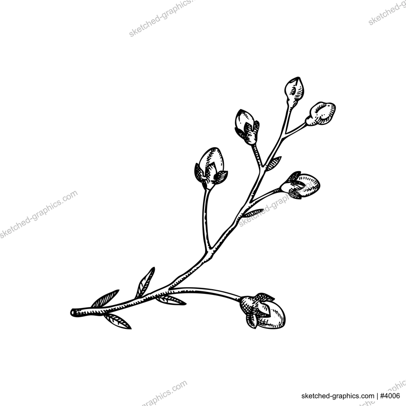 Sakura flower sketch. Cherry blossom vector illustration. Blooming tree branch drawing. Hand-drawn spring design element. NOT AI generated