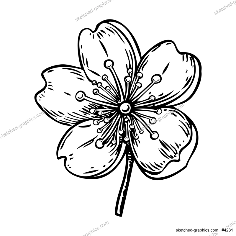 Sakura flower sketch. Cherry blossom vector illustration. Hand-drawn spring design element. NOT AI generated